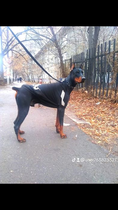 Продавам доберман с родословие