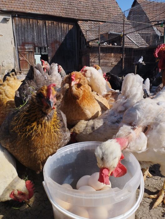 Ouă de la găini colorate