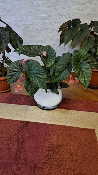 Комнатные  цветы