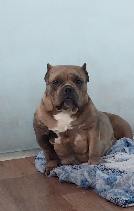 Американский булля