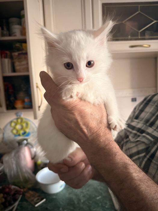 Отдаются катята в добрые руки