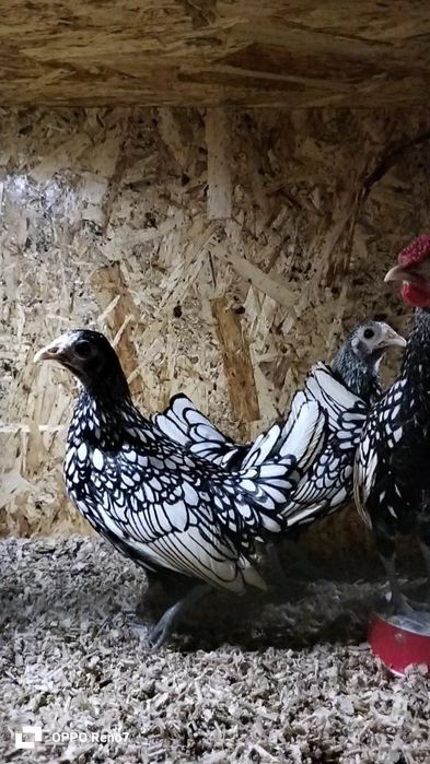 Seberak serbrist joʻjalari sotiladi