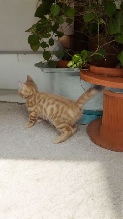 Bengal x British short hair mix mushukcha sotiladi