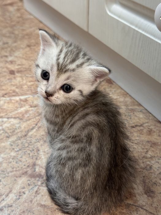 Котенка продам .