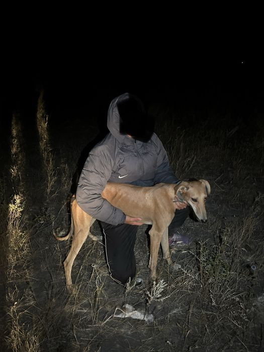 қаншыққ грей хаунд