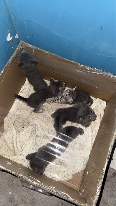 Котята мальчики и девочки