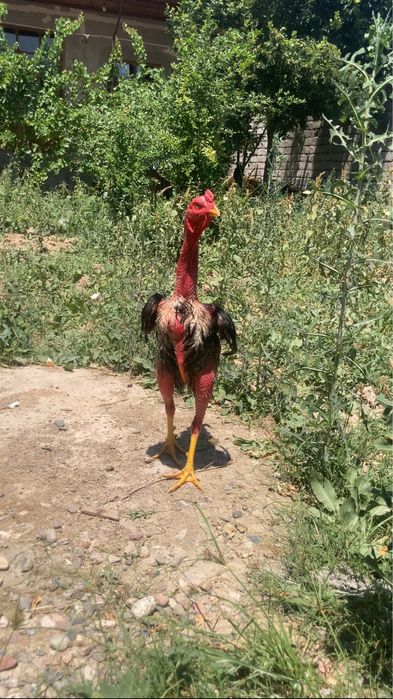 Dakan xoroz sotladi