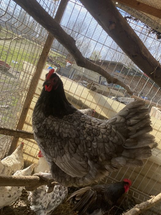 Vand oua australorp