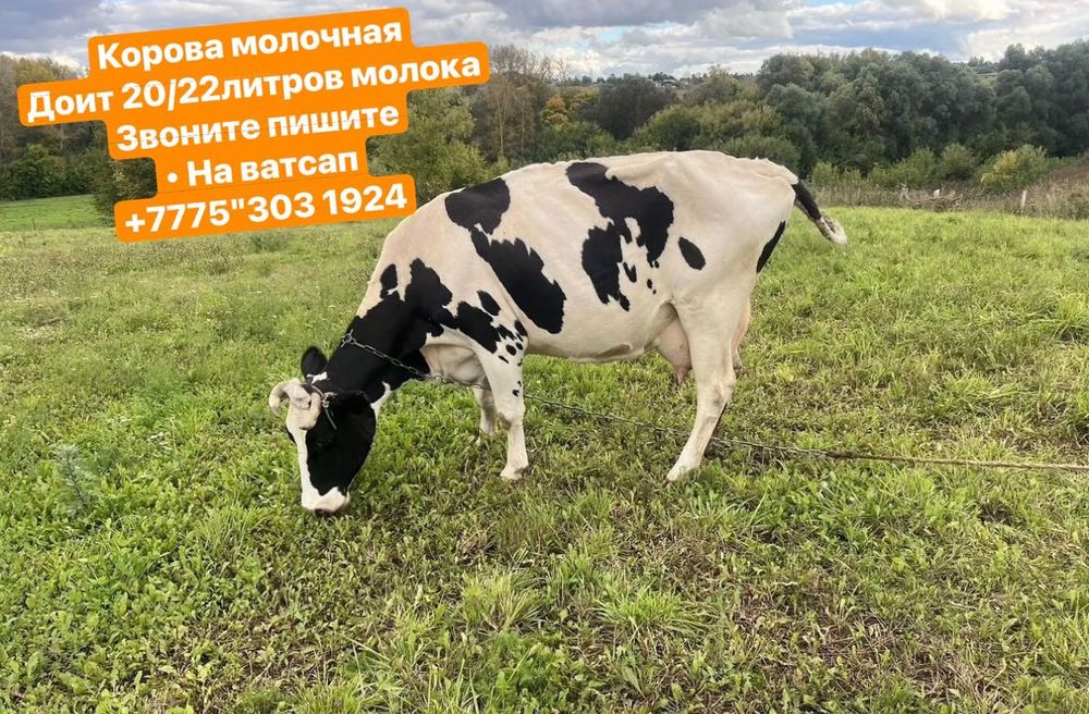 Продам КРС две коровы два телята очень хорошие…