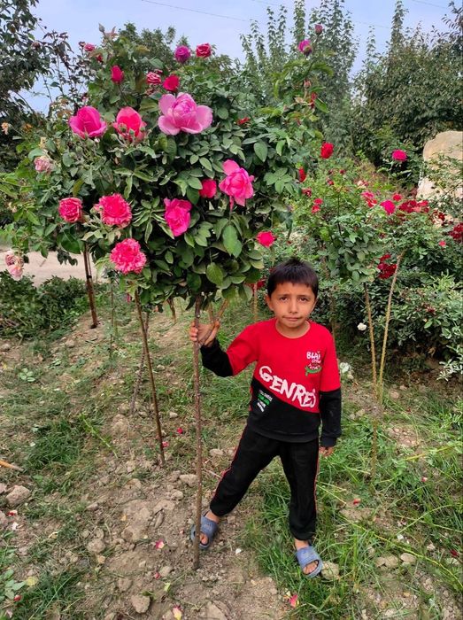 Shtamp atirguli shoxona atirgul