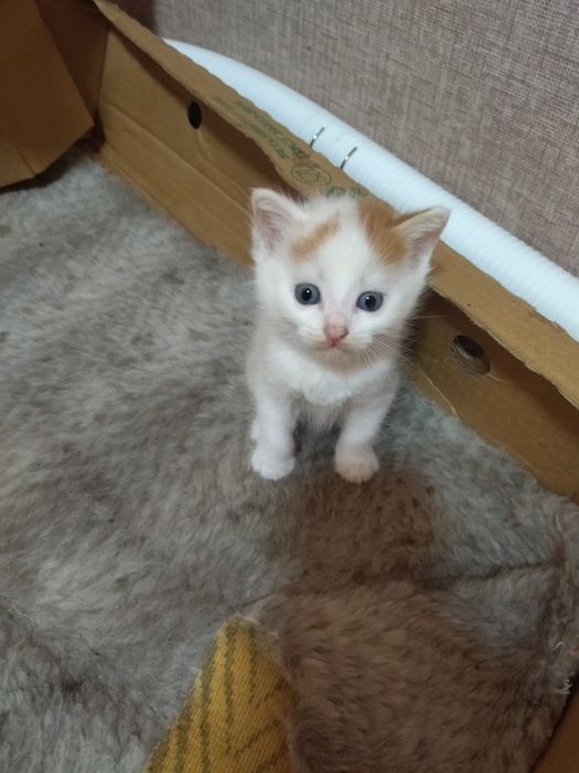 Отдам котят в добрые руки