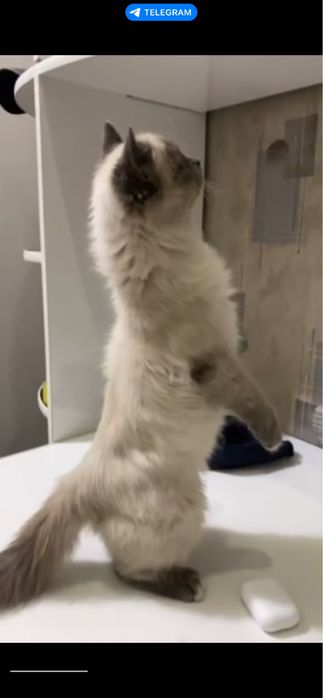 продается рэгдол чистокровный мальчик