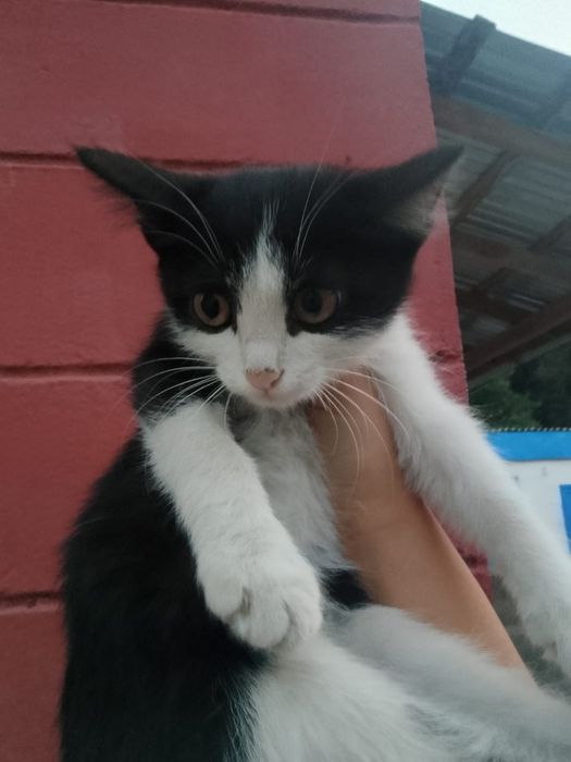 котенок  одам бесплатно