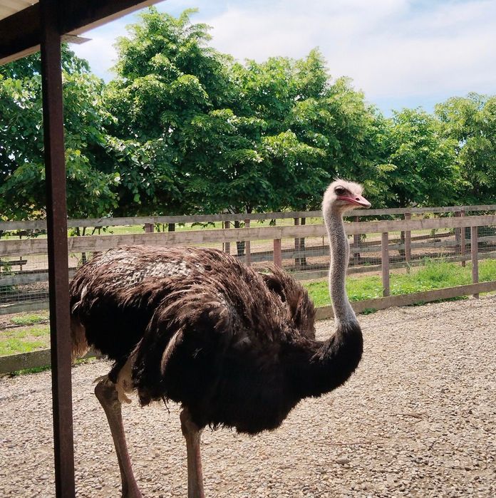 Vânzare  strut femela adult