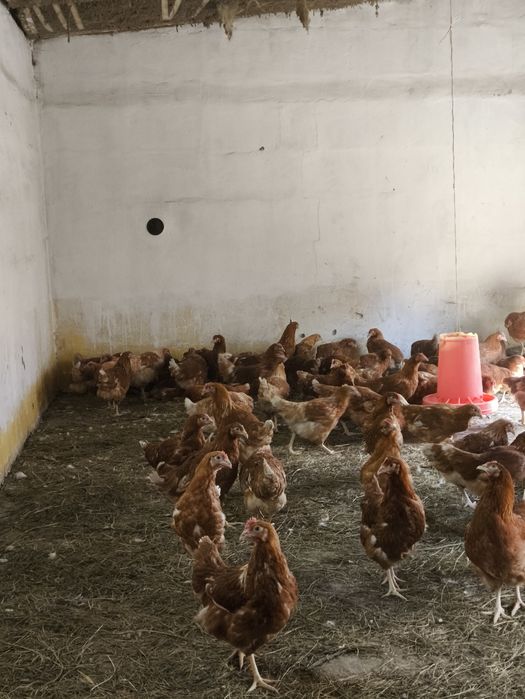 Куры ломан браун