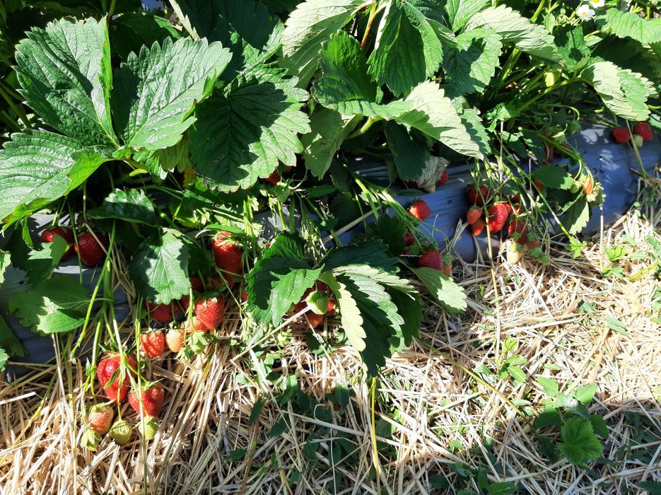 Stoloni Capsuni ALBION și soiuri anuale,zmeura remontanta