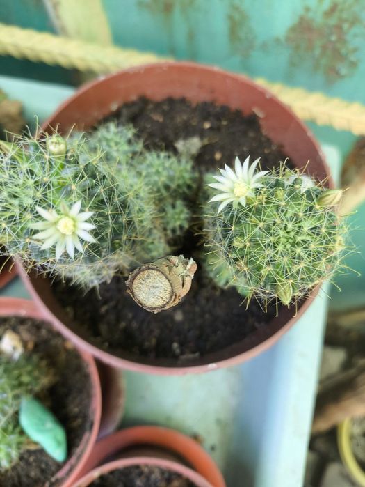 Комнатные цветы из дома