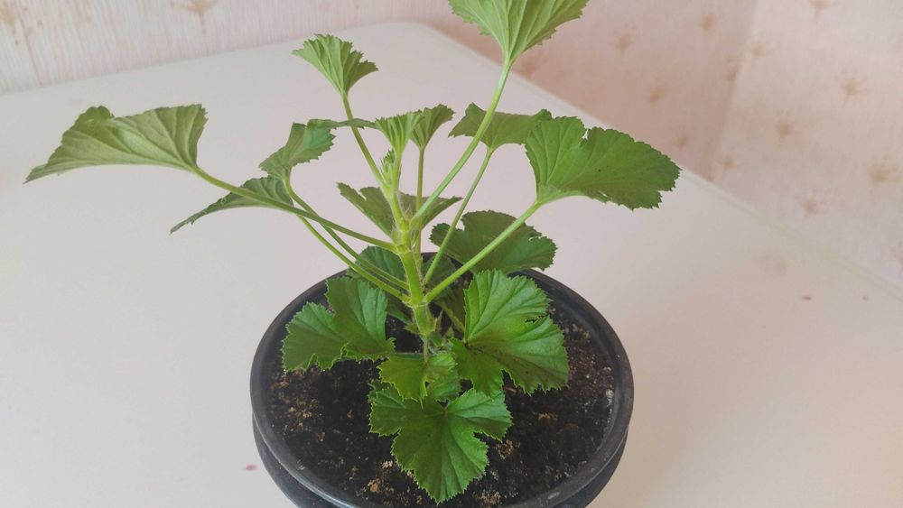 Герань продам в горшочке