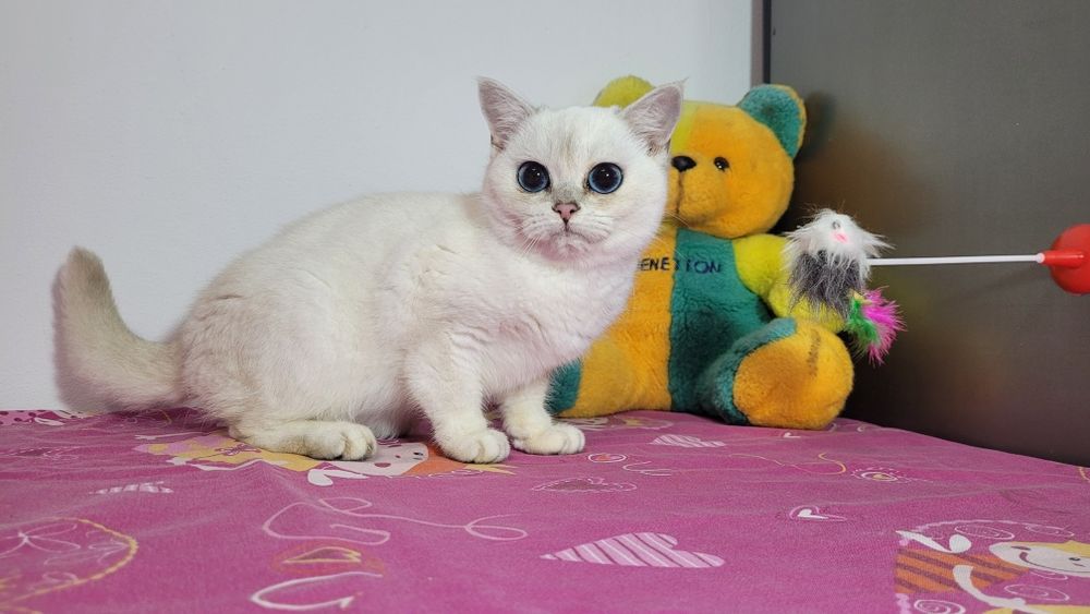 British shorthair NS 11 33 silver shaded.