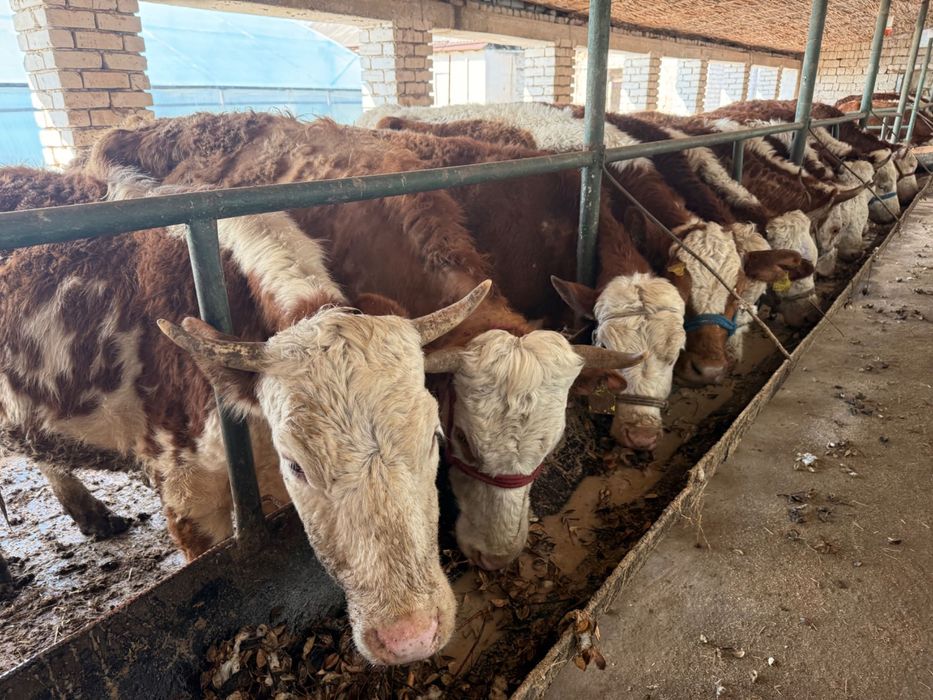 Sigir sotiladi qora mol chorva