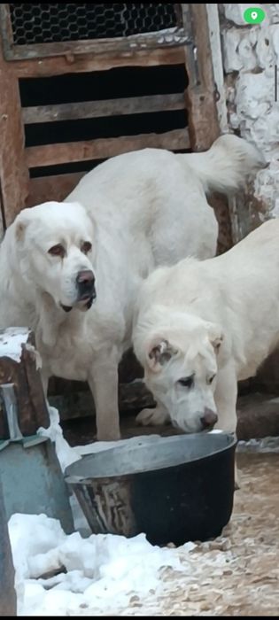 Алабай девочка гигант