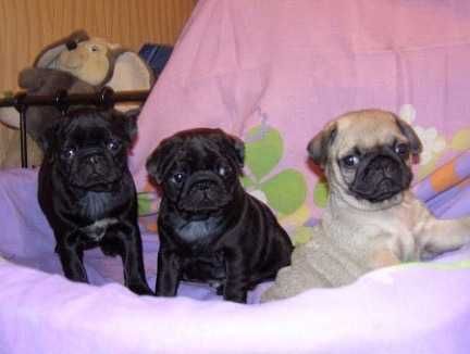 Бебета Мопс чистокръвни с родословие от Мопс България ООД