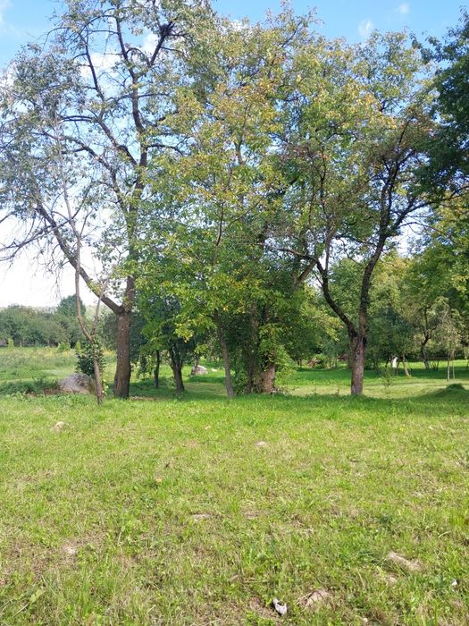 Teren intravilan (16 ari) si casă traditională, intăbulate in Breb - M