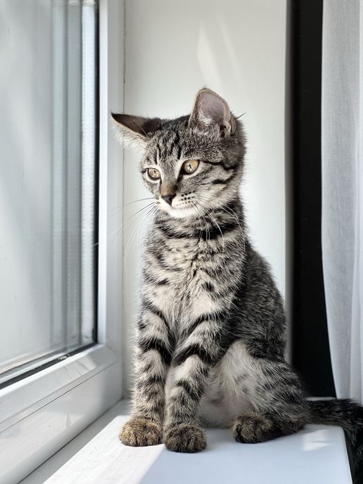 Котенок девочка очень ласковая