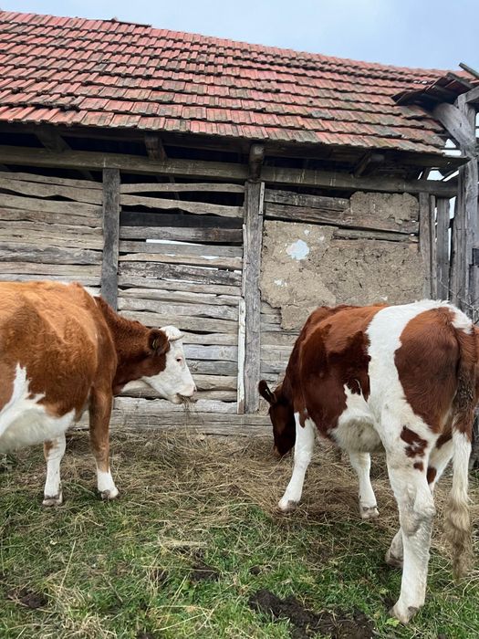 Am spre vânzare 2 vaci