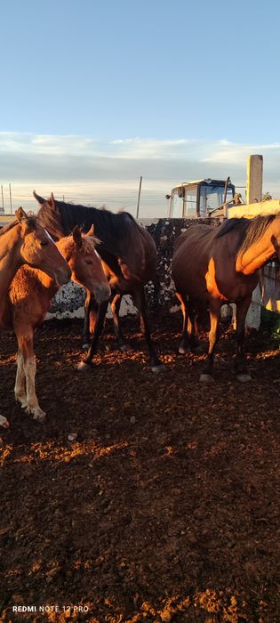 Продам двух кабыл с жеребятами