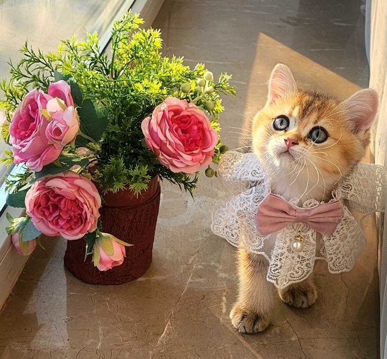 British Shorthair Golden cu pedigree