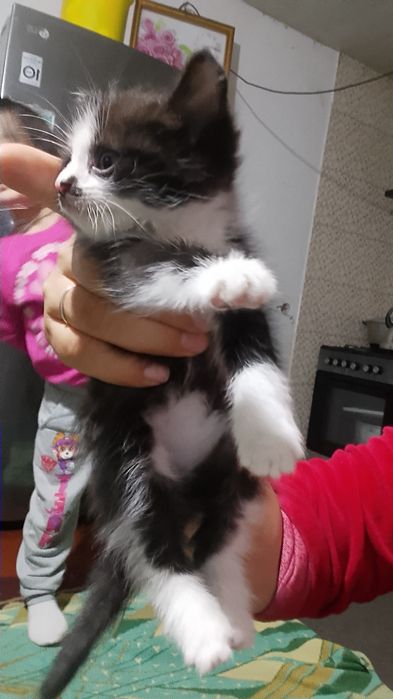 Shiringina o'yinqaroq mushukcha tekinga mexribon oylaga hadya qilama