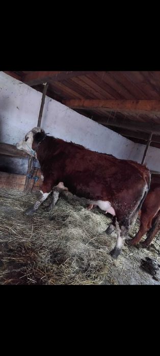 Disponibilă junincă gata de fatat