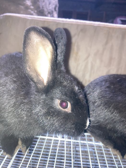 Ikkita qizbola Quyon Karliy.