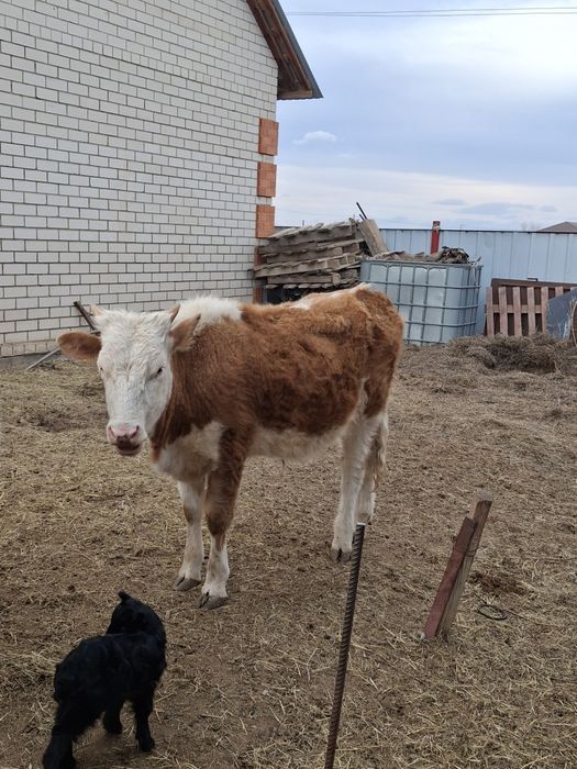 Продам срочно!!!