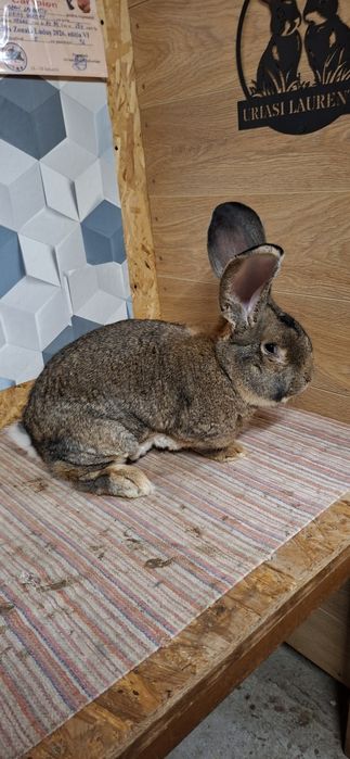 Mascul urias german gri