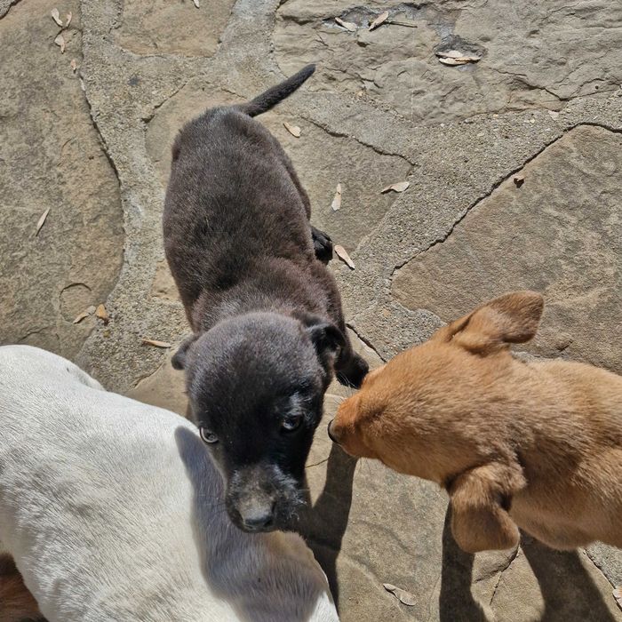 ПОДАРЯВАМ Пинчер смесен с чихуахуа