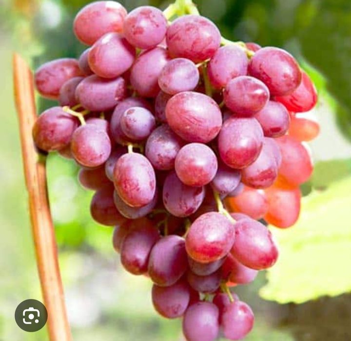 Butasi vita de vie anul 3