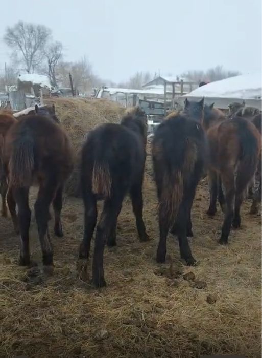 Жеребята 11 голов