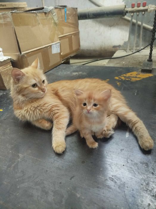 Котята хорошие отдам