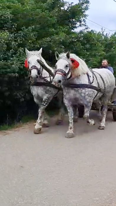 Vând pereche de iepe sure gestante
