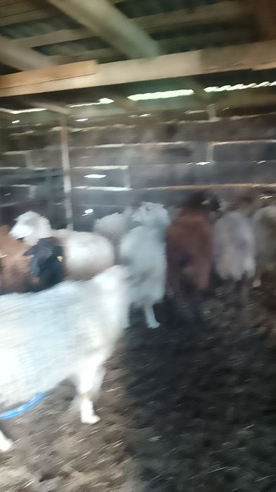 Продам овец 12 голов