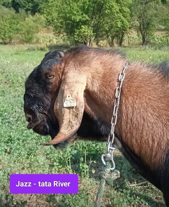 Tapisor Anglo nubian vârsta 4 luni