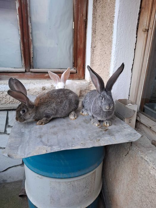 Продавам зайци малки и големи