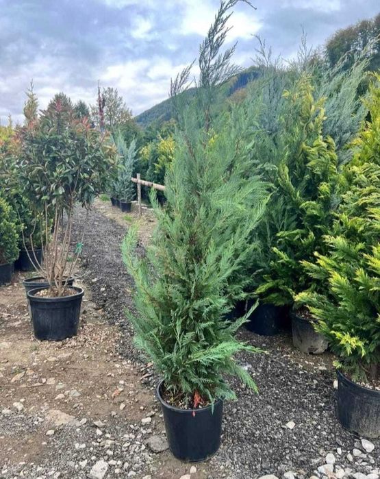 Cupressocyparis Leylandii – Intimitate și protecție naturală