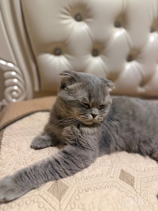 Продается Scottish Fold Скоттиш-фолд