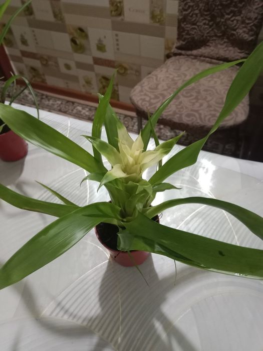 Гузмания маленький цветок продам