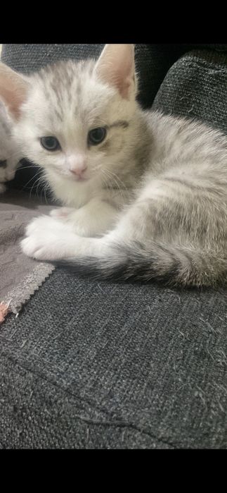 Котята даром в добрые руки