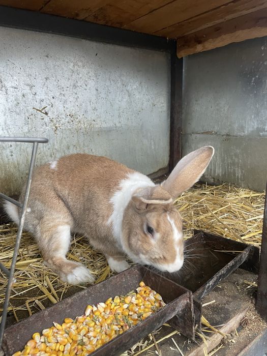 Scot la vanzare 2 masculi de hycole francez si 8 pui