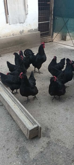 Vand oua australorp negru.